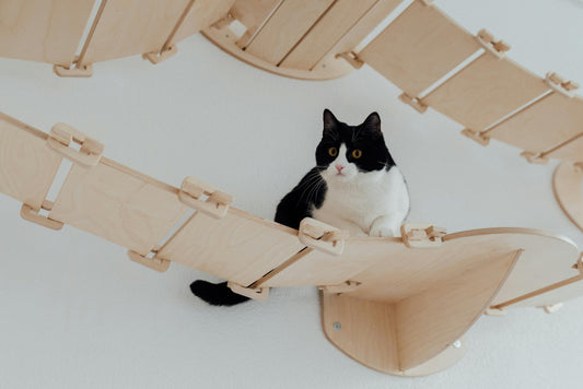 chat utilisant un arbre à chat mural avec plateformes et passerelles murales dans un appartement