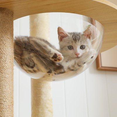Chat dans hamac transparent sur arbre à chat en bois naturel