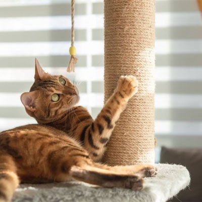 Chat adulte utilisant une corde en sisal naturelle enroulée autour d’un poteau d’arbre à chat pour faire ses griffes
