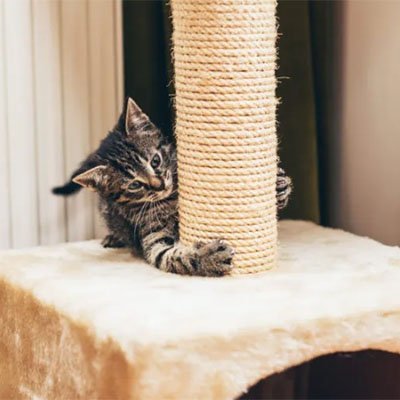 Chaton qui griffe une corde en sisal naturelle pour arbre a chat NaturPlay
