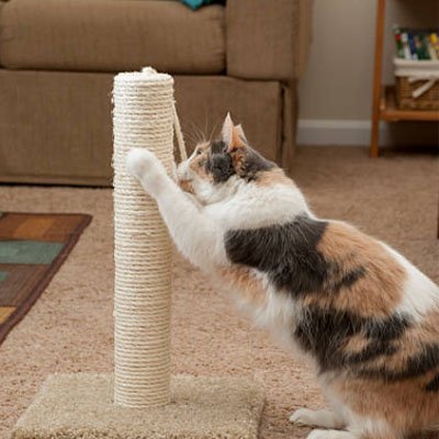 Chat qui griffe une corde en sisal naturelle pour arbre a chat NaturPlay dans un salon
