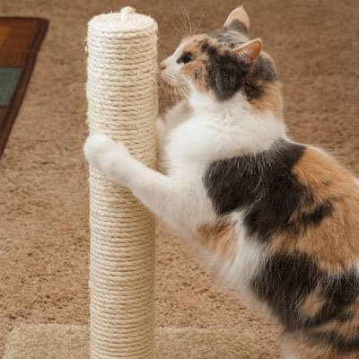 Chat qui fait ses griffes sur une corde en sisal naturelle installée sur un arbre à chat
