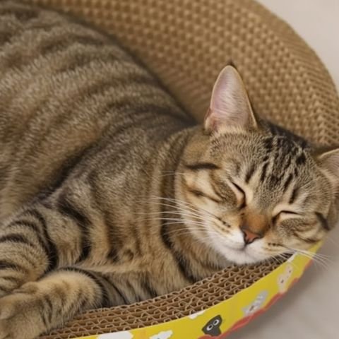 Gros plan d un chat tigré endormi dans un griffoir en carton ovale avec bordure décorative

