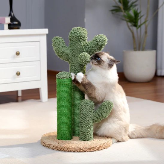 Chat clair debout qui griffe un griffoir cactus vert sur une base ronde dans un intérieur moderne
