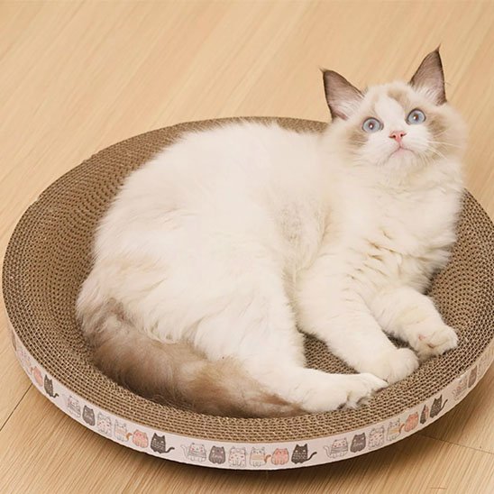 griffoir chat_550a17ec 8315 473d 86d1 d6e3ba3c641b