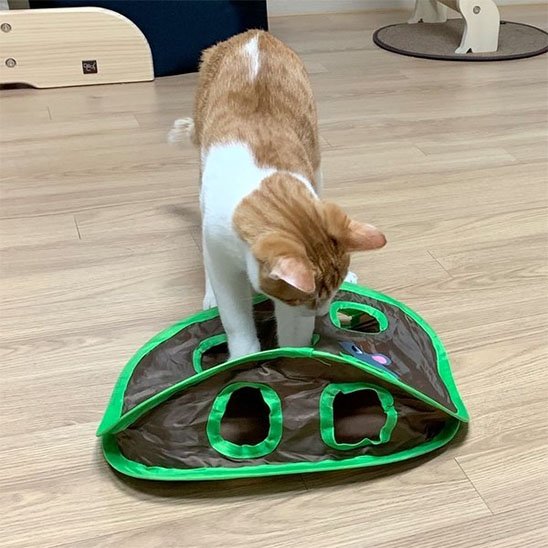 jeu chat interactif