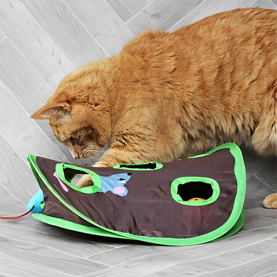 jeu chat interactif