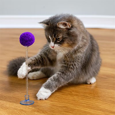 jeu chat interactif