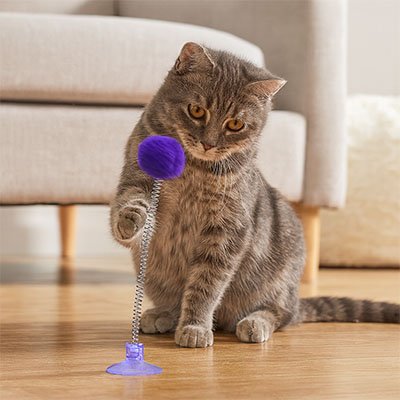 jeu chat interactif