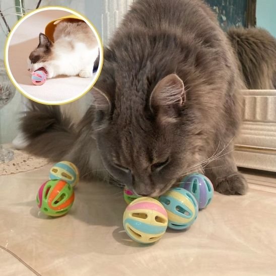 jouet pour chat_08099296 451d 4db4 970e 417af36f20f8