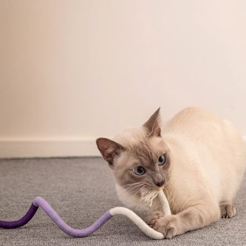 jouet pour chat_3fcd888f 62c6 4f4b bc4b 1a97708d5973