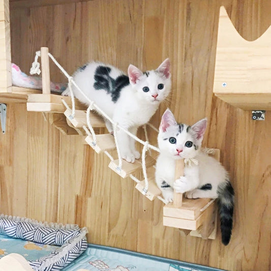 Deux chatons utilisant un pont mural en bois pour grimper et explorer