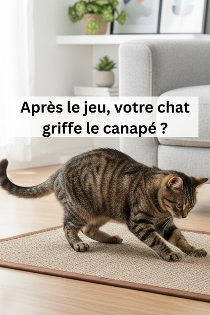 chat qui griffe un tapis griffoir après le jeu pour éviter le canapé