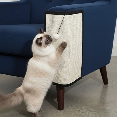 Chat clair dressé qui griffe un tapis protecteur fixé sur le côté d un canapé bleu
