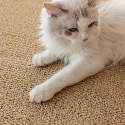tapis griffoir chat_e5e3f666 93f0 4050 ad9e a55af079d7f6