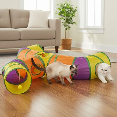 tunnel chat deux chats amuser ensemble